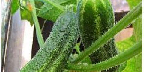 Koliko dana klija sjeme krastavca?